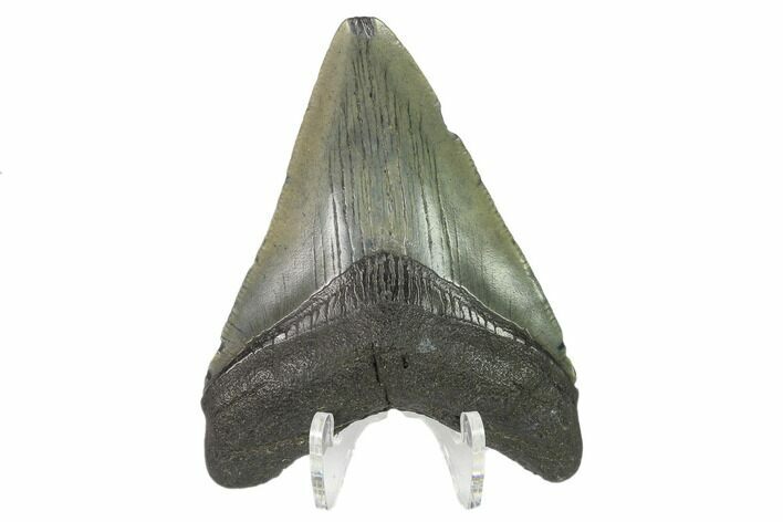3.02" Fossil Megalodon Tooth - South Carolina